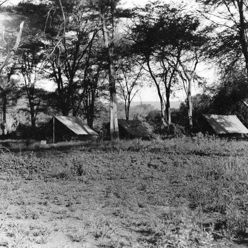The Hemingway campsite during their first safari: Three tents sheltered in the shade of a small stand of trees. Kenya/Tanzania, 1933-4.