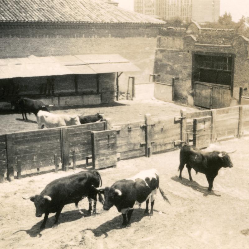 Bulls stand and lie in two farm enclosures in Spain, perhaps Ronda, taken by Hemingway or a friend in 1923.  Stone farm buildings and a movable wooden wall form the enclosures, and awnings create shady spots in both.
