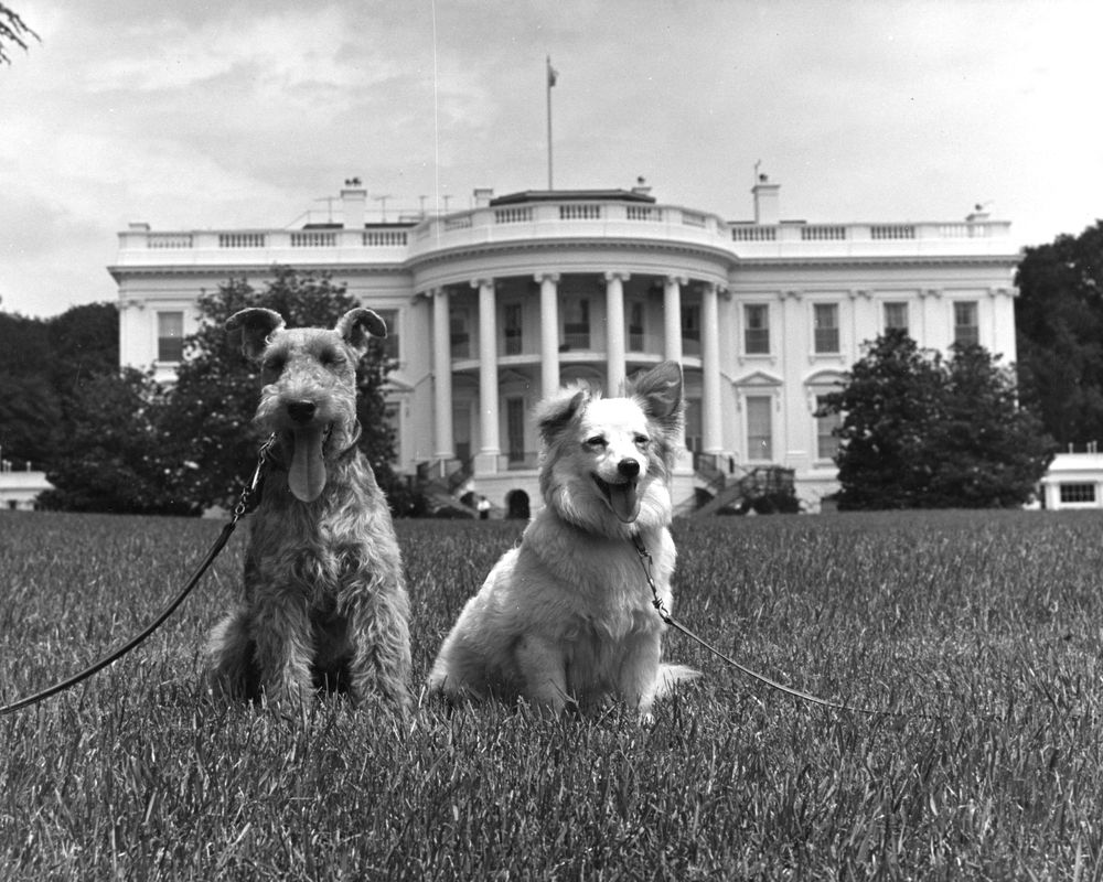 Charlie and Pushinka sit on the White House grounds. The White House is visible in the background