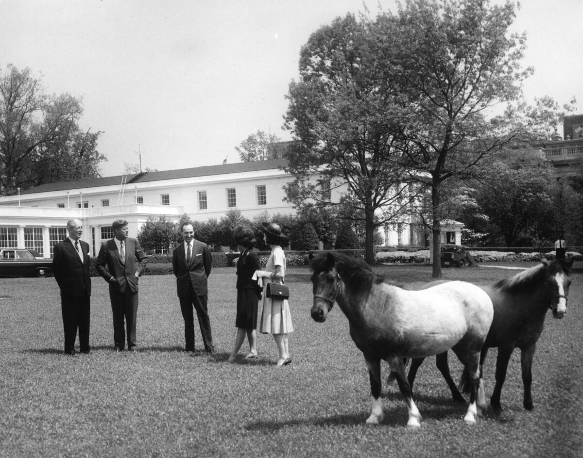 Tex and Macaroni, two ponies stand near JFK, Mrs. Kennedy, the British Prime Minister and other guests on the White House lawn